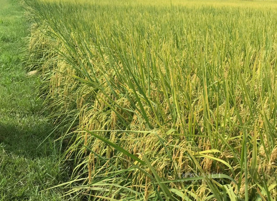 Thanh Hóa: Sản xuất lúa theo VietGAP lợi nhuận gần 30 triệu đồng/vụ/ha - Ảnh 5.