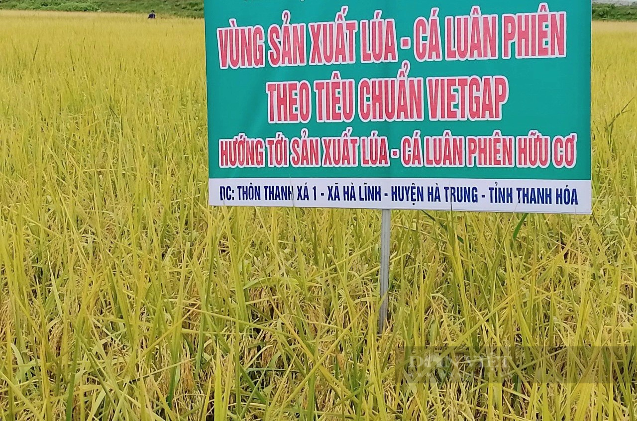 Thanh Hóa: Sản xuất lúa theo VietGAP lợi nhuận gần 30 triệu đồng/vụ/ha - Ảnh 2.