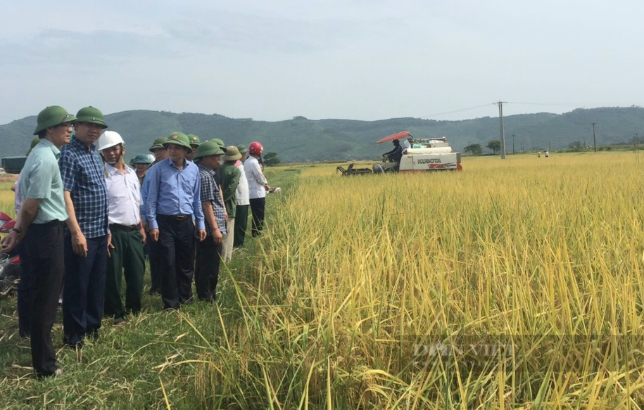 Thanh Hóa: Sản xuất lúa theo VietGAP lợi nhuận gần 30 triệu đồng/vụ/ha - Ảnh 3.