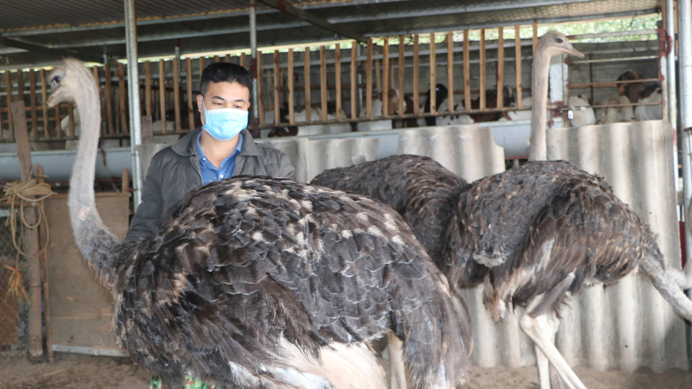 Trồng cỏ voi nuôi loài gà khổng lồ, anh nông dân Bắc Giang, bán một con lãi hàng triệu đồng - Ảnh 1.