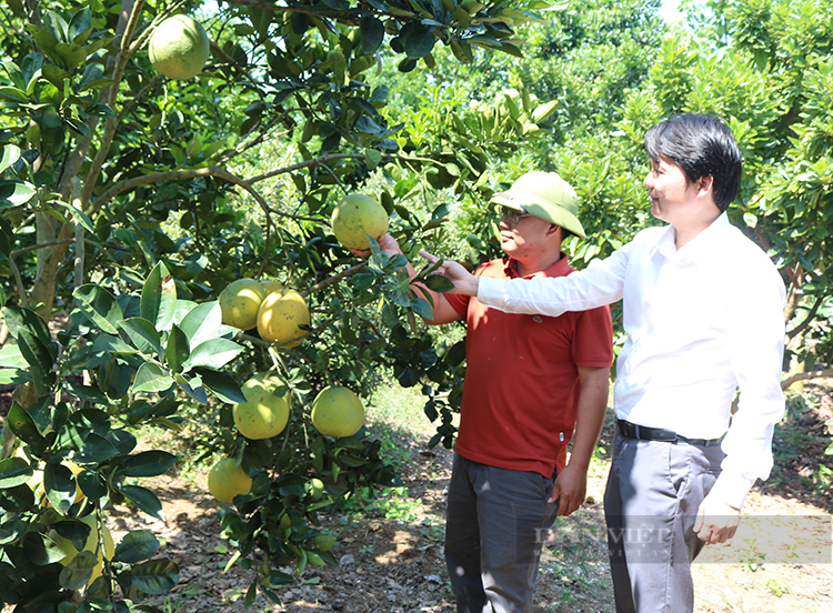 Phú Thọ: Chàng kỹ sư xây dựng bắt đất cằn “nở hoa”, thu 40 tỷ đồng/năm từ trang trại tổng hợp - Ảnh 1.