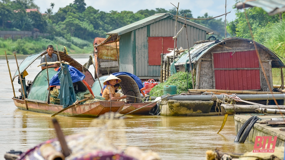 Nuôi cá lăng đặc sản trên sông Mã ở Thanh Hóa - Ảnh 13.