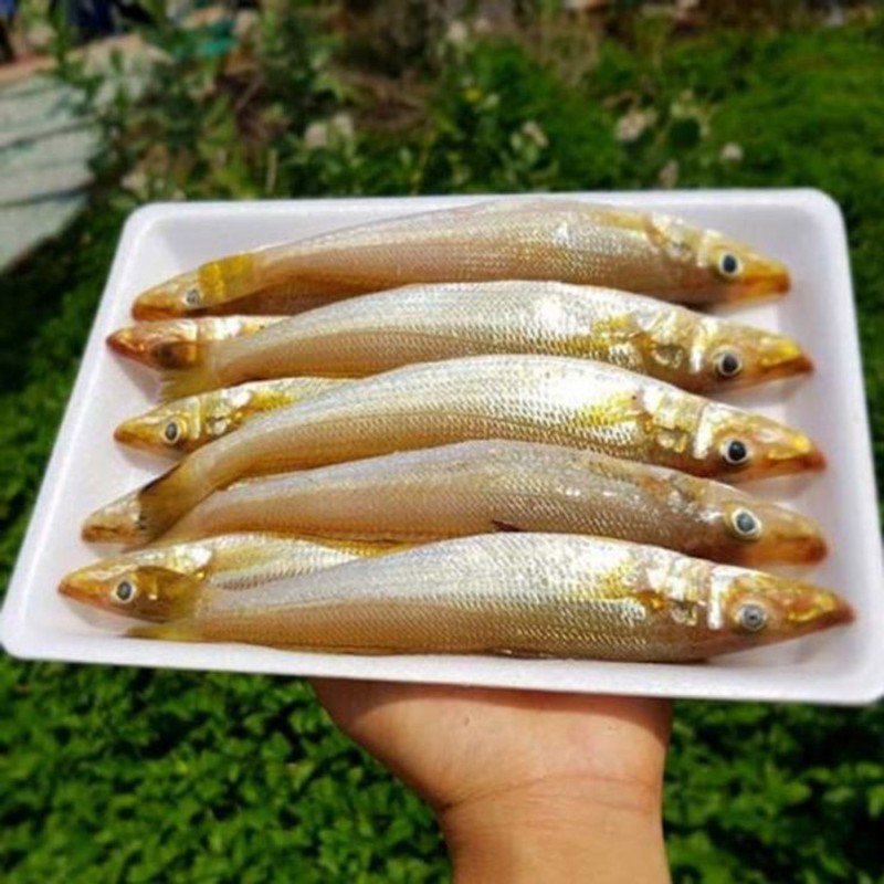 Cá đục, món ngon vùng biển Quảng Ninh - Ảnh 7.