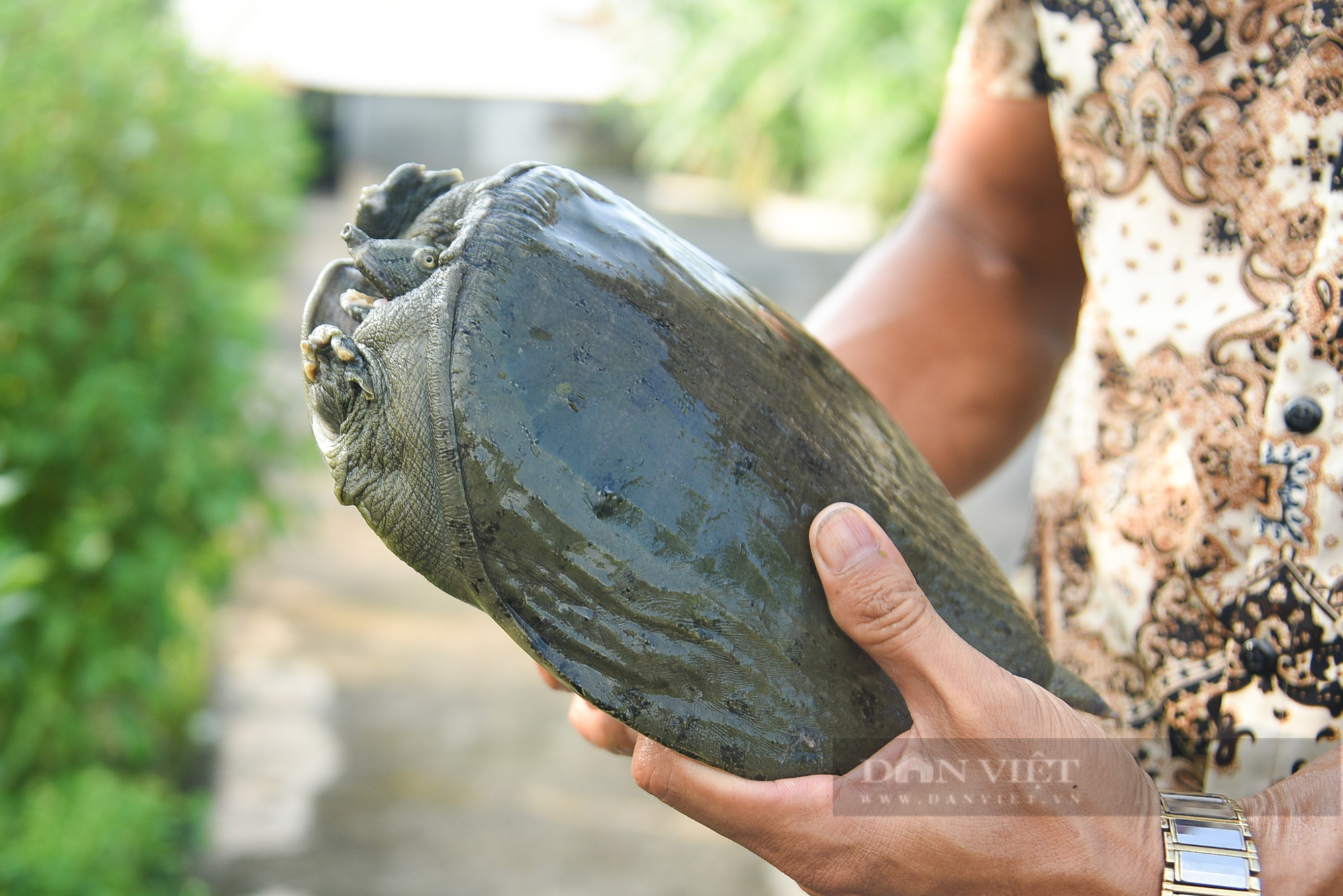 Nhờ mô hình nuôi baba bán con giống, anh nông dân mỗi năm thu 3 tỷ đồng - Ảnh 5.