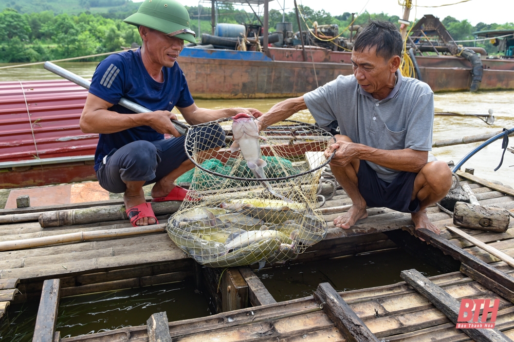 Nuôi cá lăng đặc sản trên sông Mã ở Thanh Hóa - Ảnh 5.