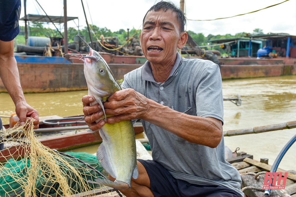 Nuôi cá lăng đặc sản trên sông Mã ở Thanh Hóa - Ảnh 6.