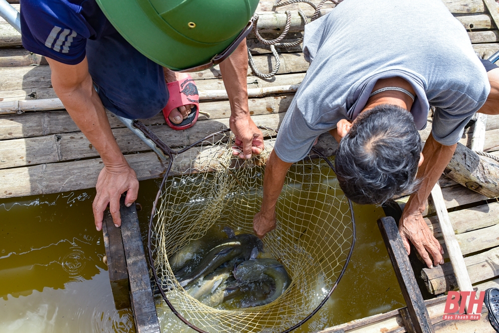 Nuôi cá lăng đặc sản trên sông Mã ở Thanh Hóa - Ảnh 7.