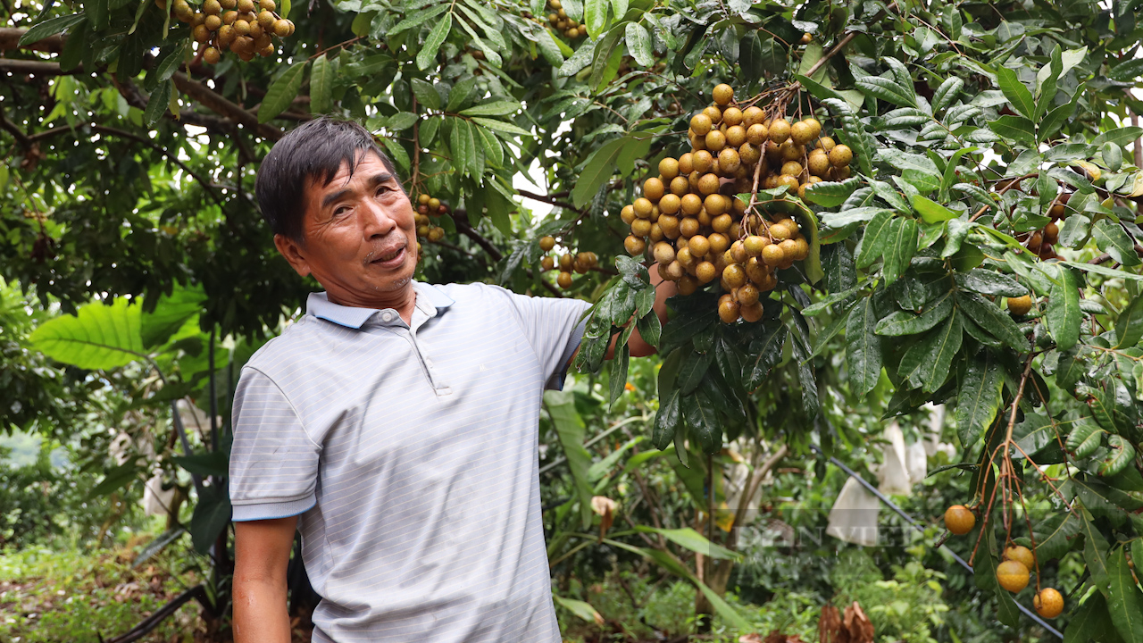 Lão nông Sơn La làm giàu từ trồng cây ăn quả trên sườn đồi - Ảnh 2.