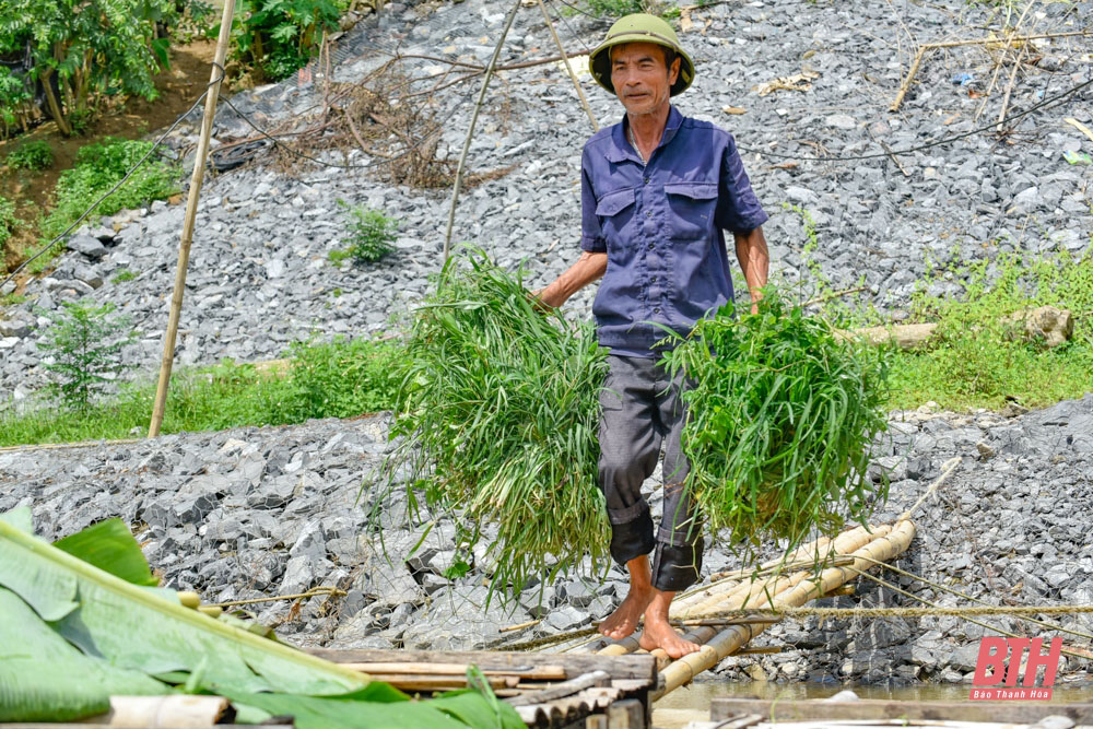 Nuôi cá lăng đặc sản trên sông Mã ở Thanh Hóa - Ảnh 11.