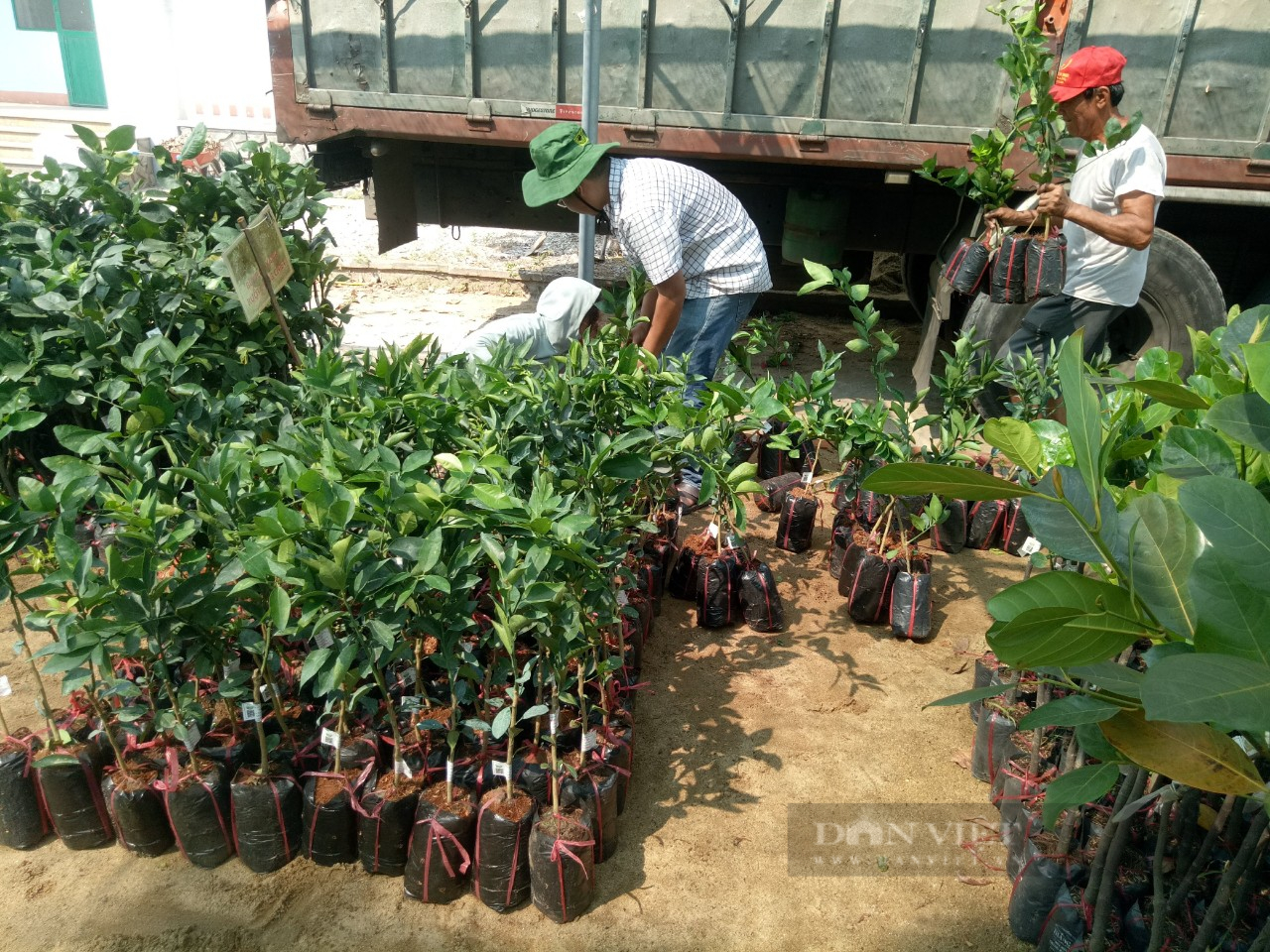 Ngành nông nghiệp Quảng Nam “hiến kế” phát triển nguồn cung ứng giống nông nghiệp - Ảnh 2.