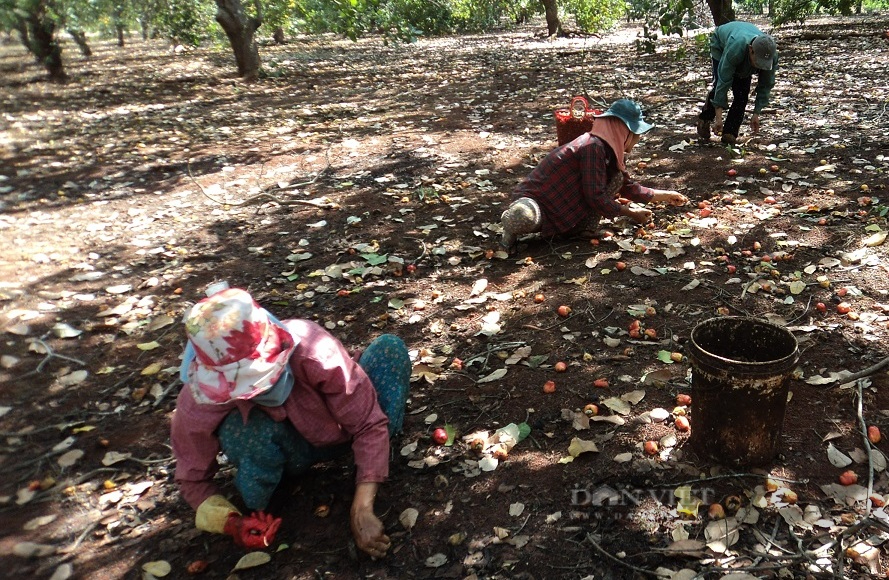 Đồng bào dân tộc thiểu số ở Bình Phước: Nghèo vì… bán điều non, tại sao? - Ảnh 9.