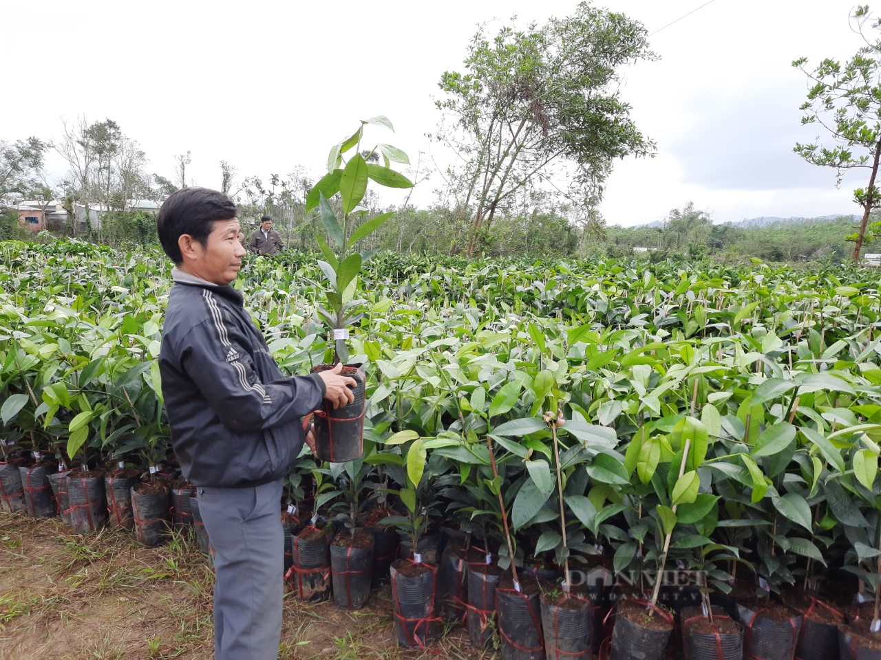 Ngành nông nghiệp Quảng Nam “hiến kế” phát triển nguồn cung ứng giống nông nghiệp - Ảnh 3.