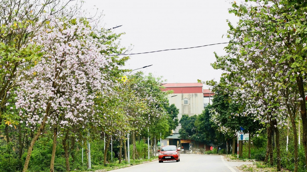 Đường hoa nông thôn mới, bốn mùa ngát hương, rực rỡ sắc màu vạn người mê ở xã ngoại thành Hà  - Ảnh 3.