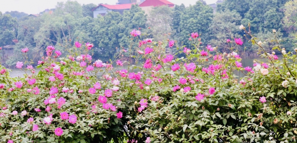 Đường hoa nông thôn mới, bốn mùa ngát hương, rực rỡ sắc màu vạn người mê ở xã ngoại thành Hà  - Ảnh 5.