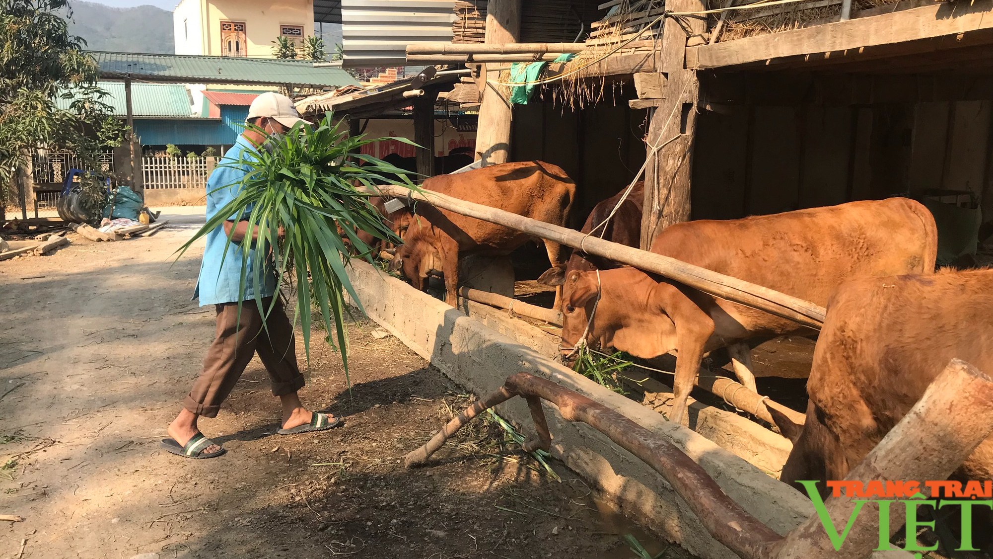 Sơn La: Chăn nuôi trâu, bò giải pháp thoát nghèo cho người dân tộc thiểu số  - Ảnh 4.