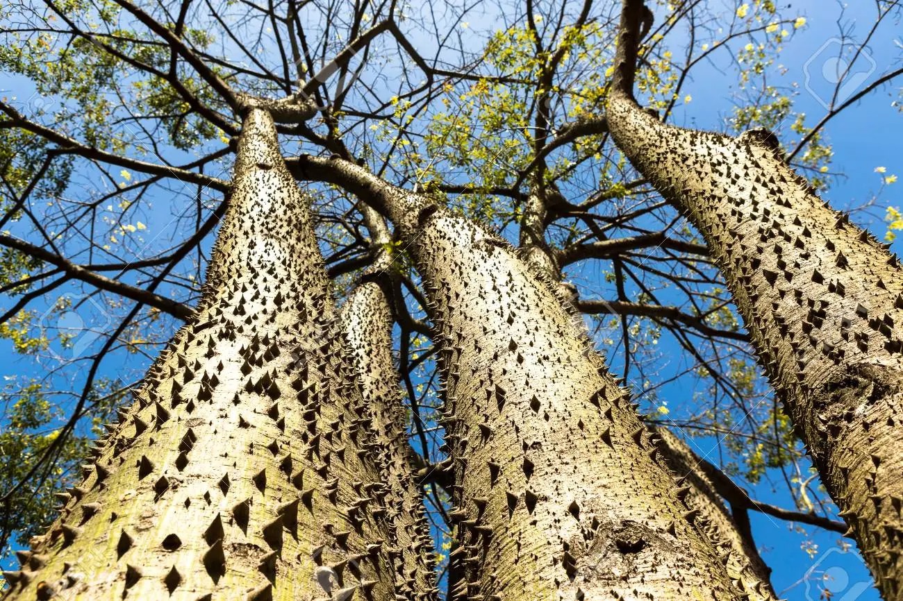 Lạ kỳ loài cây nguy hiểm nhất hành tinh được chính quyền Nam Mỹ khuyến cáo du khách - Ảnh 3.