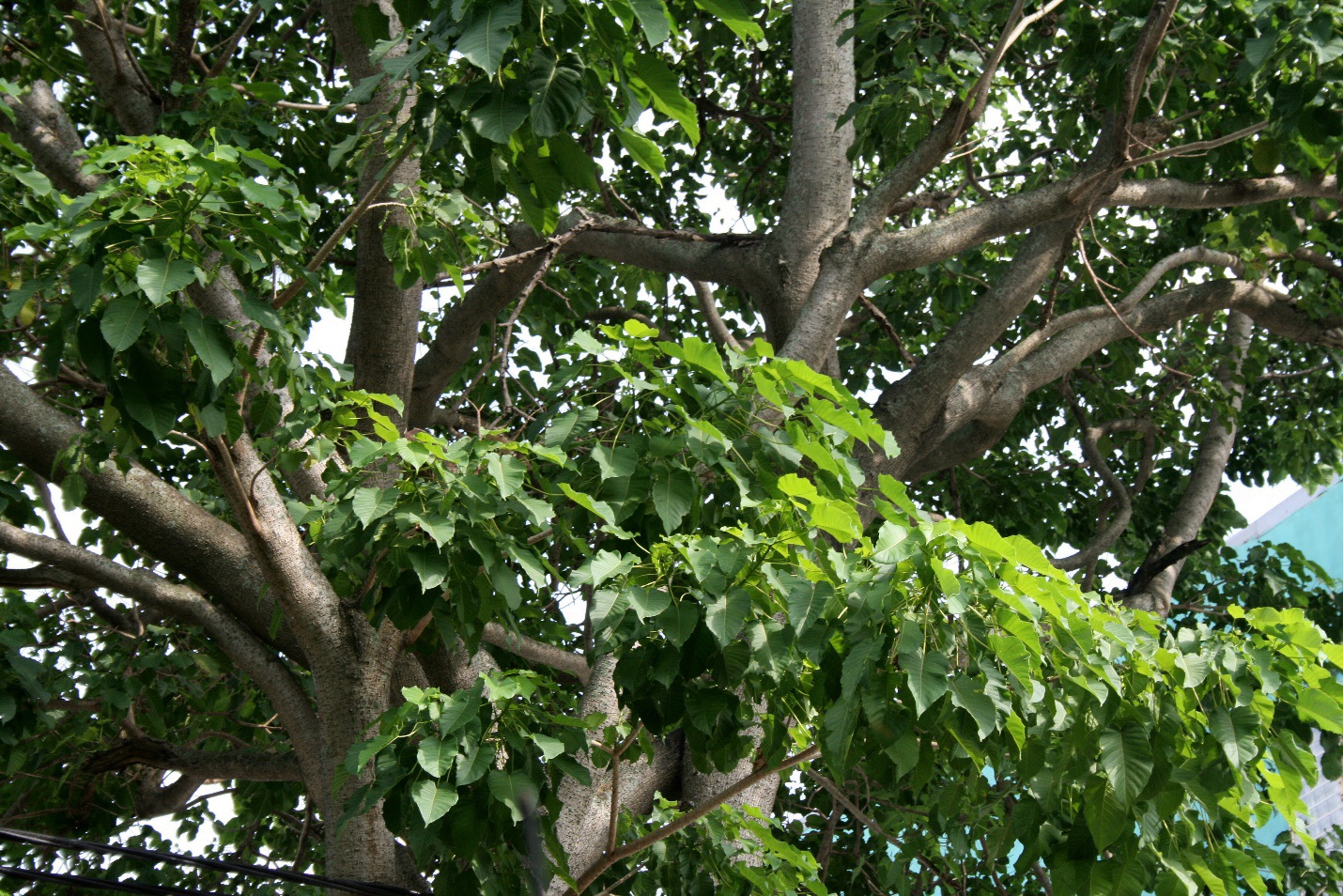 Lạ kỳ loài cây nguy hiểm nhất hành tinh được chính quyền Nam Mỹ khuyến cáo du khách - Ảnh 4.