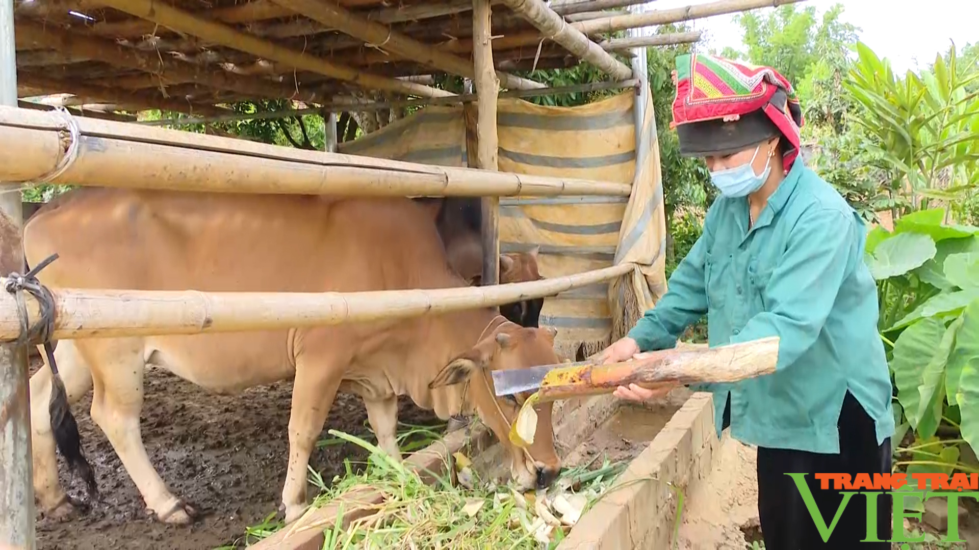 Sơn La: Chăn nuôi trâu, bò giải pháp thoát nghèo cho người dân tộc thiểu số  - Ảnh 6.