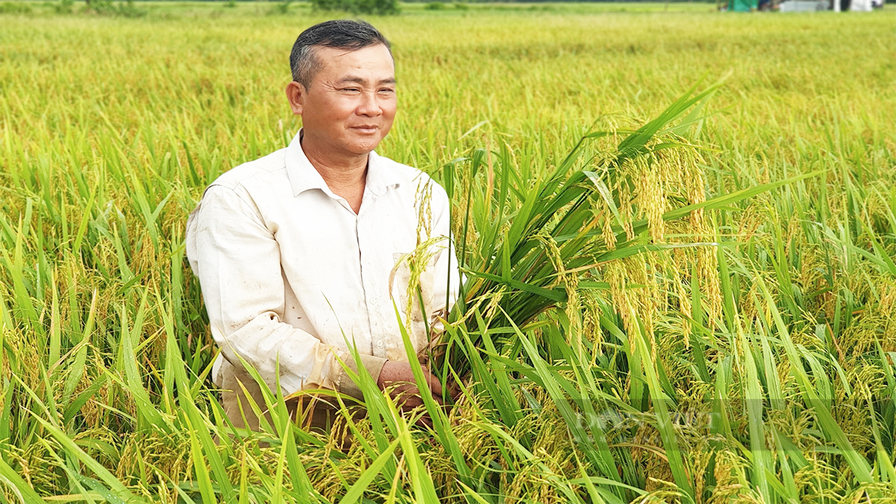 Hỗ trợ 300 nghìn hộ dân miền Tây trồng lúa tiết kiệm chi phí, giảm phát thải khí nhà kính - Ảnh 2.