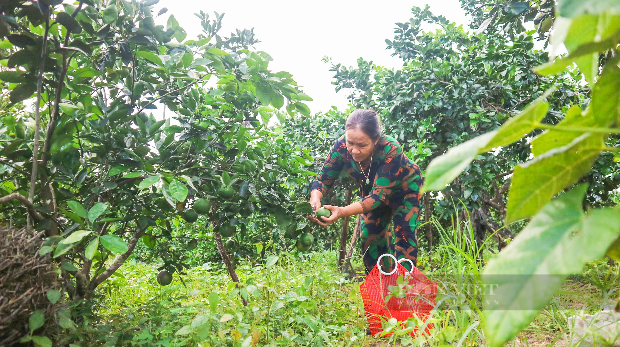 Ngành nông nghiệp Quảng Nam “hiến kế” phát triển nguồn cung ứng giống nông nghiệp - Ảnh 7.