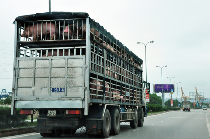 Nóng: Bộ NNPTNT yêu cầu tăng cường chỉ đạo ngăn chặn, xử lý các trường hợp vận chuyển lợn qua biên giới - Ảnh 1.