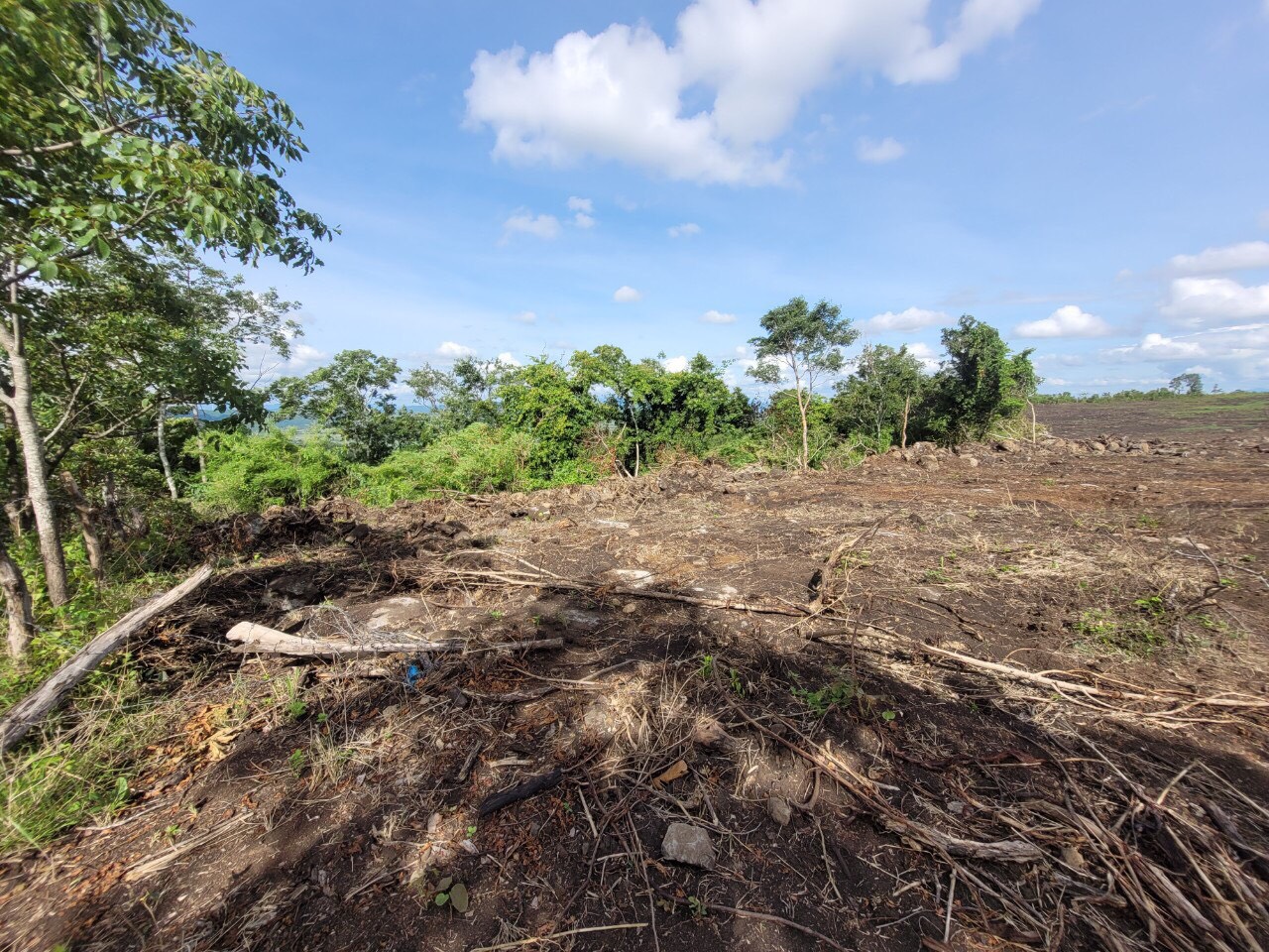 Gia Lai: Khởi tố vụ phá hơn 4,1 ha rừng phòng hộ tại Hbông - Ảnh 1.