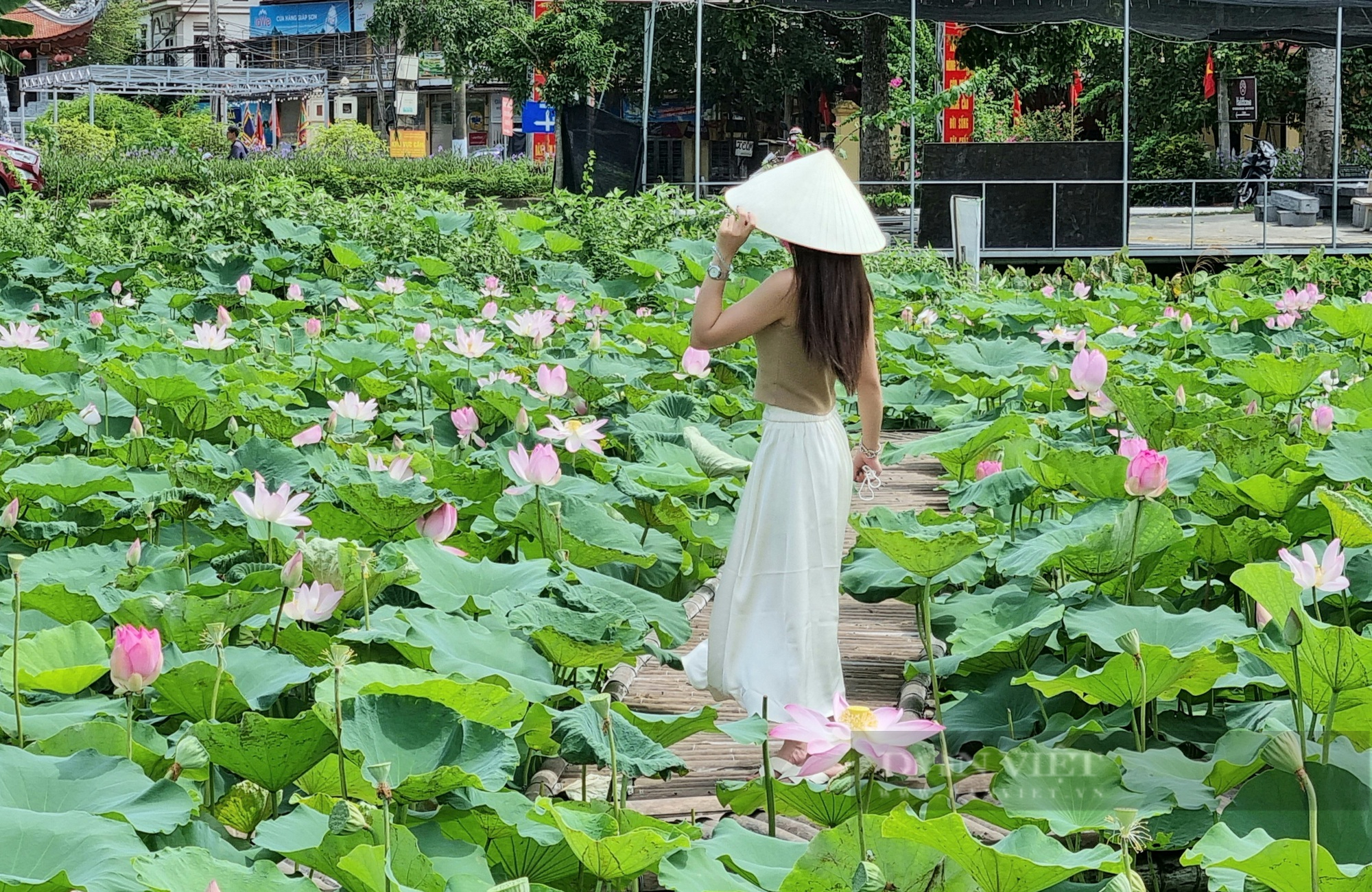 Ngẩn ngơ với vẻ đẹp tinh khôi của đầm sen trắng ở ngoại thành Hà Nội |  Vietnam+ (VietnamPlus)