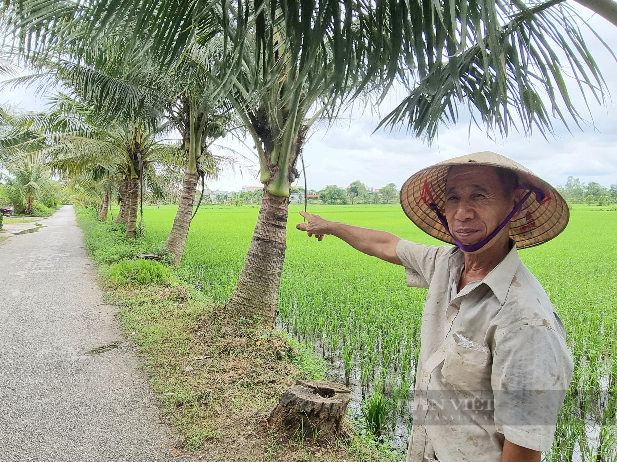 Mê mẩn với hàng dừa trồng trên tuyến đường xã nông thôn mới ở Thanh Hóa - Ảnh 2.