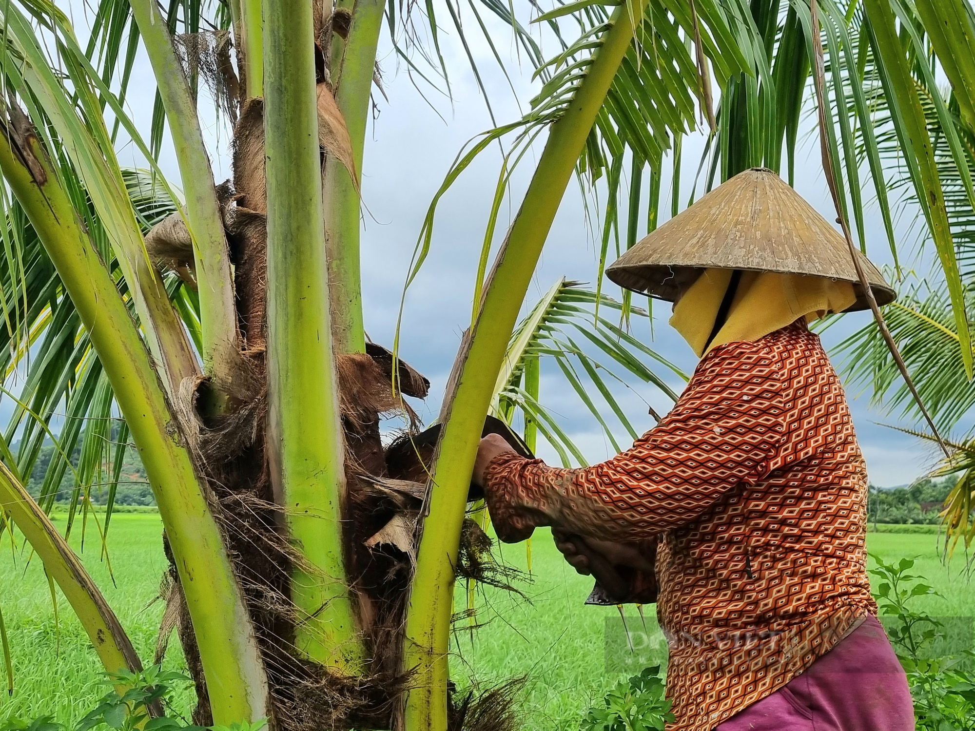 Mê mẩn với hàng dừa trồng trên tuyến đường xã nông thôn mới ở Thanh Hóa - Ảnh 6.