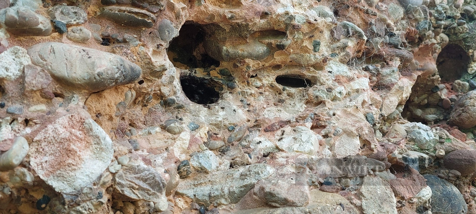 Loài ong lạ tí hon làm tổ ở khe đá dưới chân núi Pha Luông - Ảnh 2.