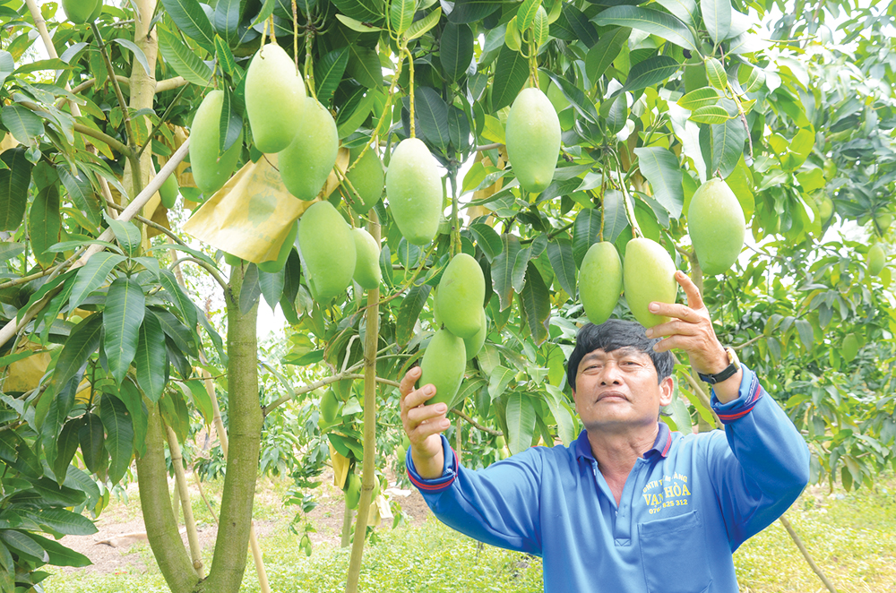 Hội Nông dân An Giang đưa 137 sản phẩm nông sản lên sàn thương mại điện tử - Ảnh 3.