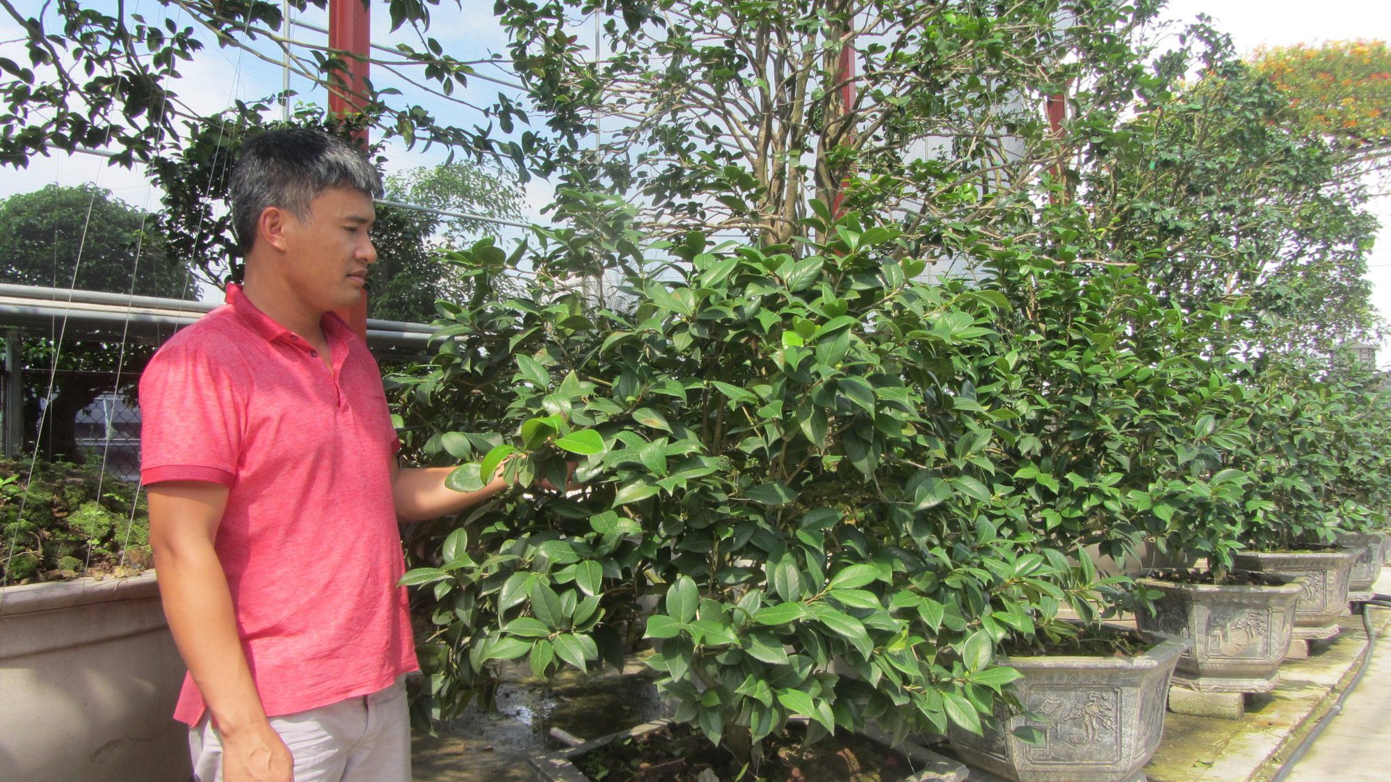 Một nông dân ở Văn Giang sở hữu vườn toàn cây cảnh hoa trà cổ, độc, lạ, quái trị giá hàng chục tỷ đồng - Ảnh 1.