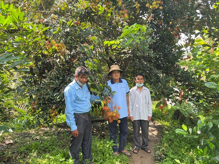 Dùng kỹ thuật &quot;trẻ hóa&quot; cây chôm chôm, vườn của ông nông dân ở Hậu Giang trái chín đỏ cành - Ảnh 2.