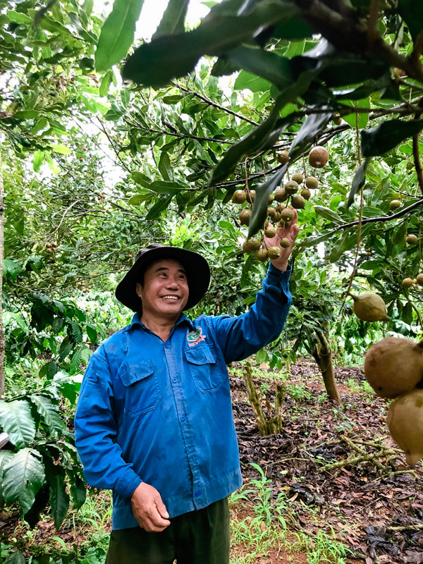 Trồng mắc ca, chế biến &quot;nữ hoàng quả khô&quot; từ trang trại đến bàn ăn, nông dân Lâm Đồng có của ăn của để - Ảnh 1.