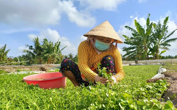 Đây là thứ rau mọc dại, dân Cà Mau đem trồng trong vườn, ai ngờ bán lãi cả trăm triệu