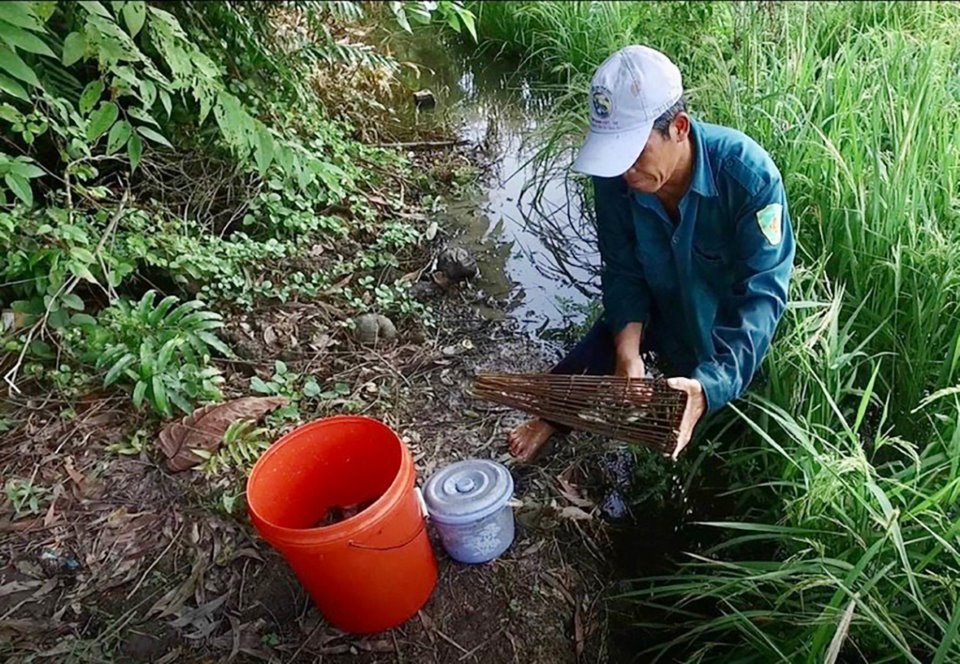 Đi đặt xà di bắt cá rô đồng mùa lúa sắp chín, nghề độc đáo ở miền Tây - Ảnh 2.