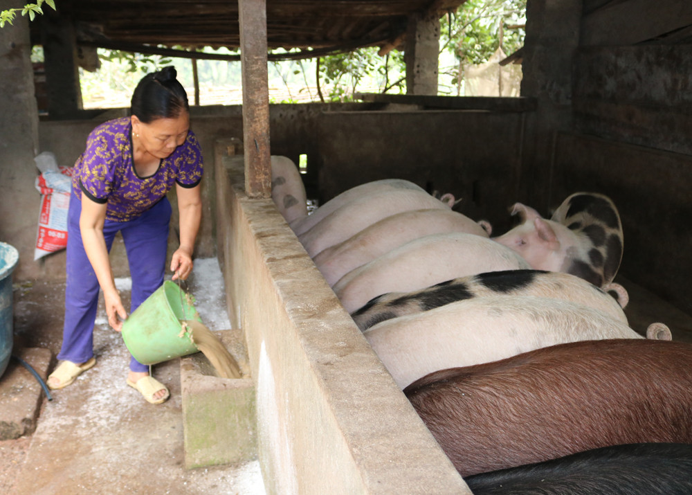 Giá lợn hơi miền Bắc, nông dân nuôi lợn ở Lào Cai có lãi khi giá cán mốc 72.000 đồng/kg - Ảnh 1.