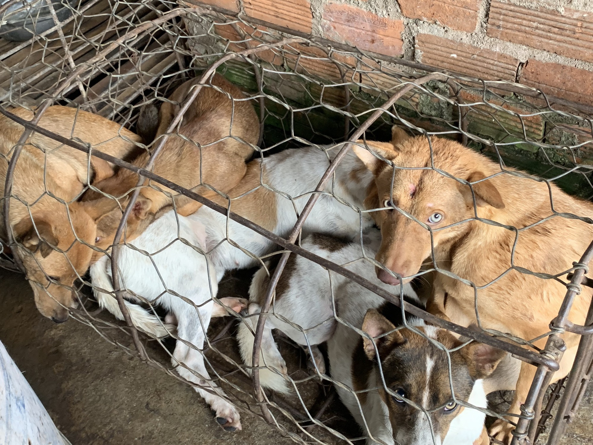 Khánh Hòa: 31 con chó trong lò mổ được giải cứu - Ảnh 2.