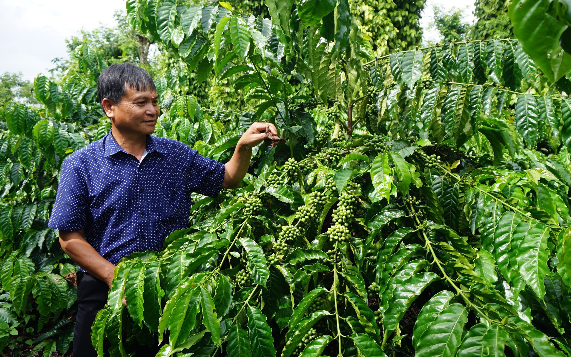 Làm nông nghiệp tái sinh, nông dân trồng cà phê ở Đăk Lăk có thu nhập cao gấp đôi