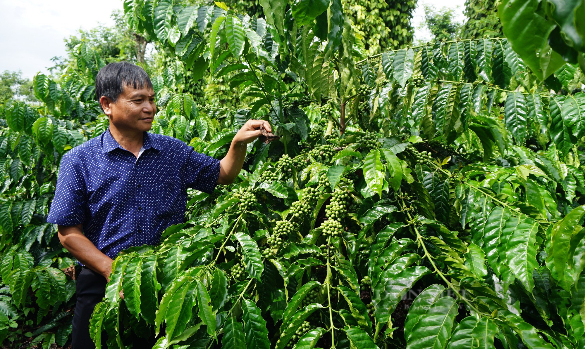 Làm nông nghiệp tái sinh, nông dân trồng cà phê ở Đăk Lăk có thu nhập cao gấp đôi - Ảnh 1.