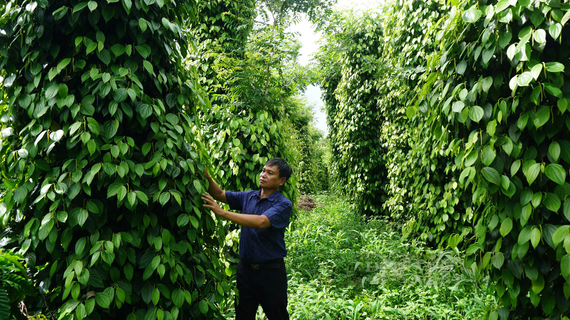Làm nông nghiệp tái sinh, nông dân trồng cà phê ở Đăk Lăk có thu nhập cao gấp đôi - Ảnh 2.
