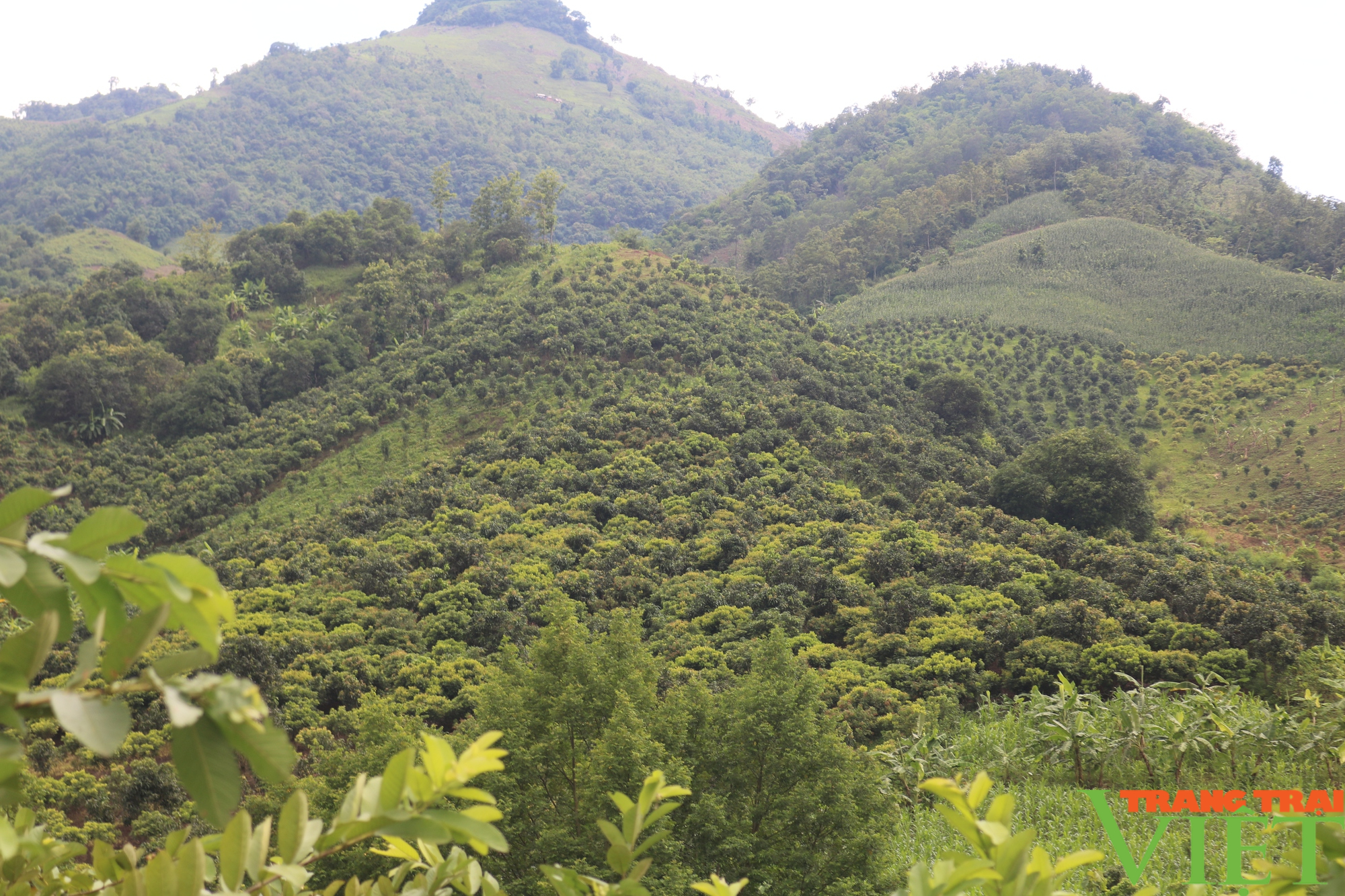 Yên Châu: Phủ xanh diện tích cây ăn quả trên đất dốc - Ảnh 1.