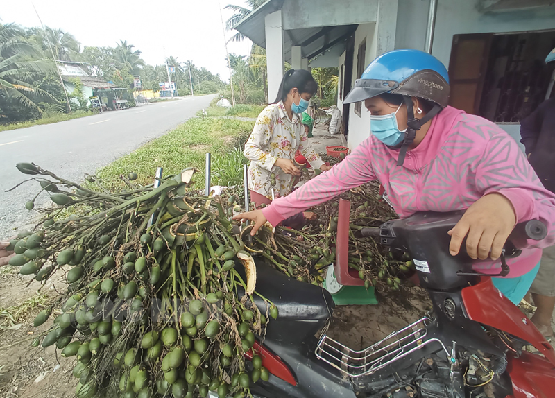 Bến Tre cảnh báo tình trạng mở rộng diện tích trồng cau khi giá cau non tăng mạnh - Ảnh 1.