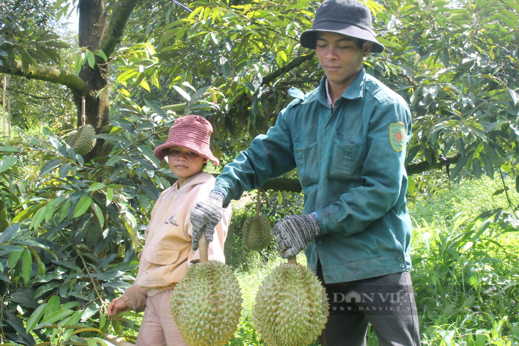 Sầu riêng đầu vụ tăng giá, nông dân Khánh Hòa thu tiền tỷ - Ảnh 2.