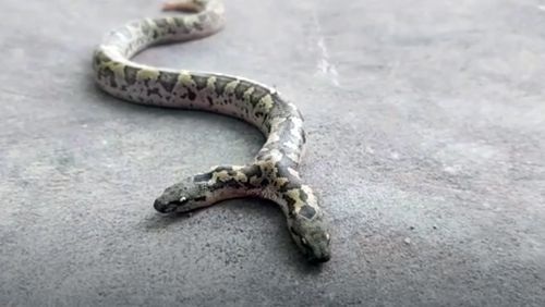 Bất ngờ khi phát hiện một con rắn có hai đầu ở gần một ngôi đền - Ảnh 1.