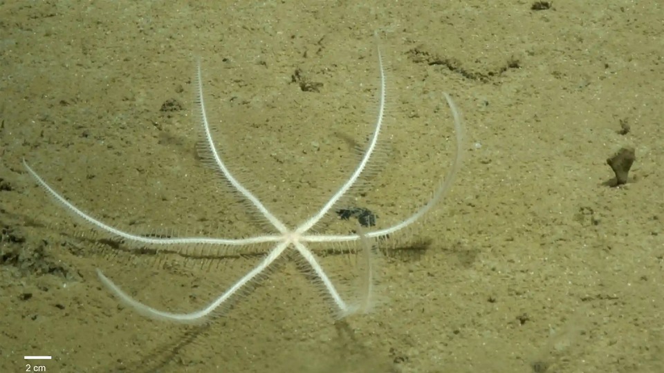 Hình ảnh loạt sinh vật mới được khám phá dưới đáy biển - Ảnh 1.