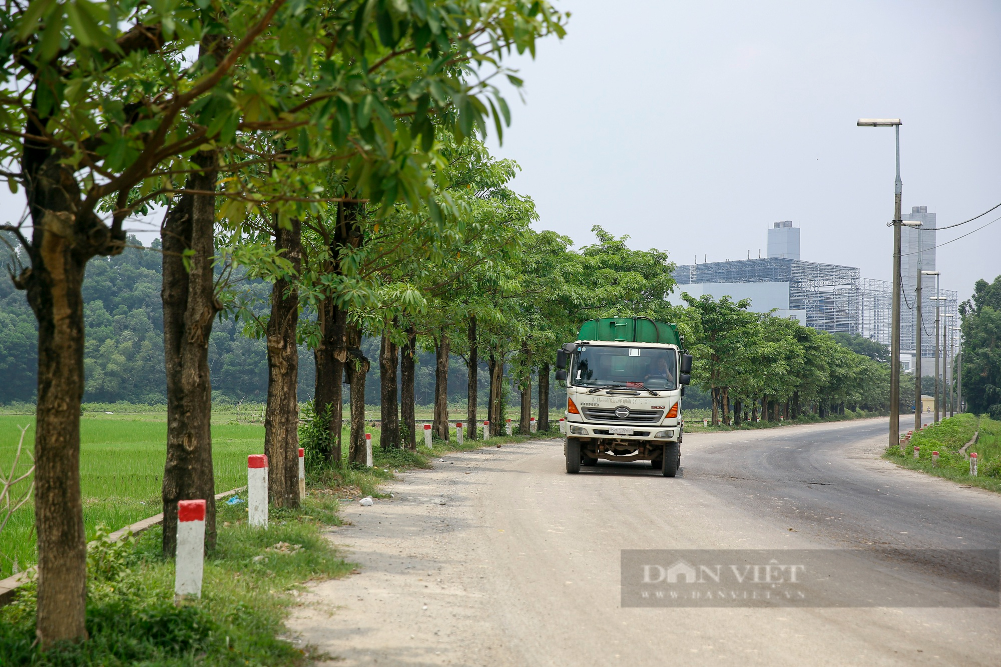 100 cây hoa sữa chuyển từ hồ Tây lên bãi rác Nam Sơn phát triển mạnh sau 3 năm trồng để khử mùi - Ảnh 3.