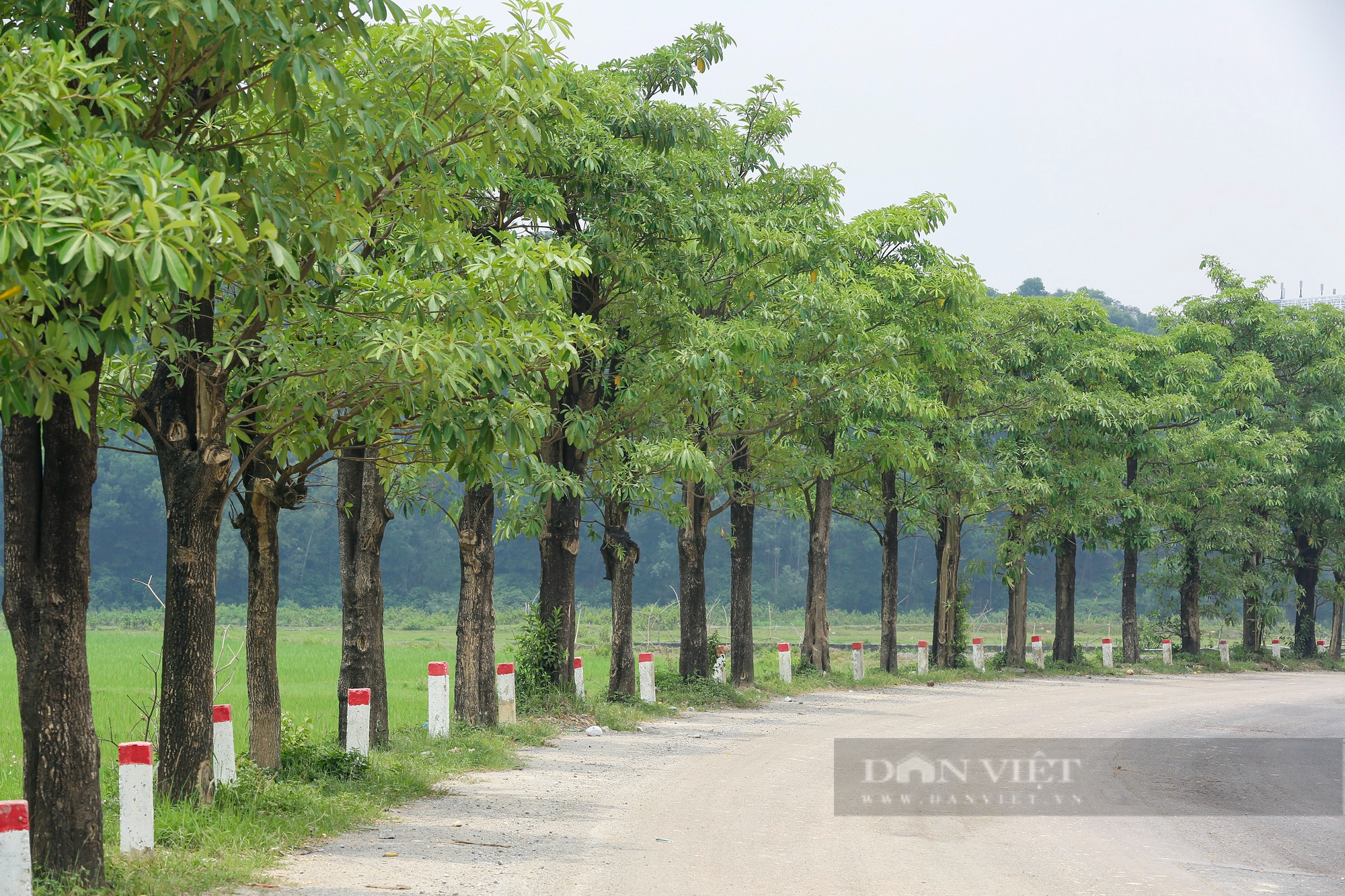 100 cây hoa sữa chuyển từ hồ Tây lên bãi rác Nam Sơn phát triển mạnh sau 3 năm trồng để khử mùi - Ảnh 4.