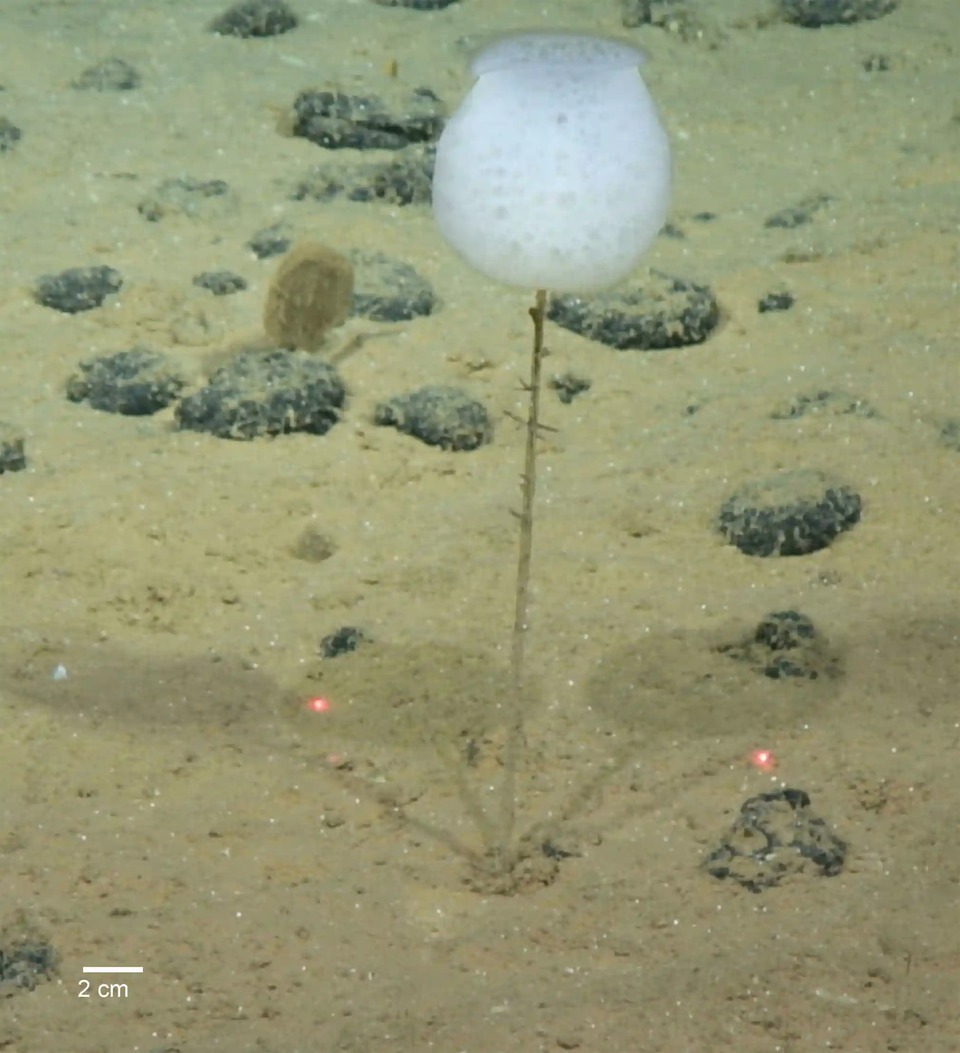 Hình ảnh loạt sinh vật mới được khám phá dưới đáy biển - Ảnh 3.