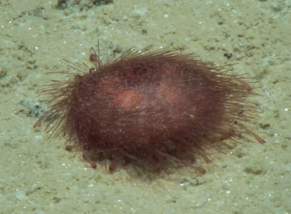 Hình ảnh loạt sinh vật mới được khám phá dưới đáy biển - Ảnh 7.